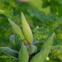 Asclepias syriaca (3)